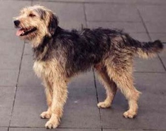 Bosnian Coarse-haired Hound - dogs