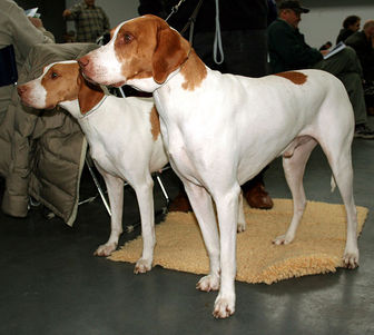 Braque Saint-Germain - dogs