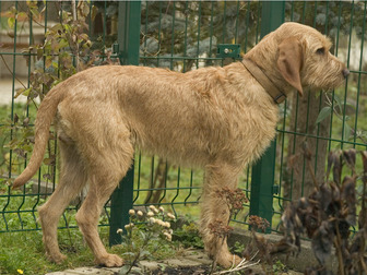 Griffon Fauve de Bretagne - dogs