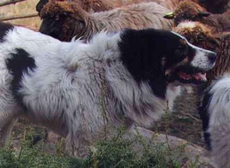 Karakachan Dog - dogs