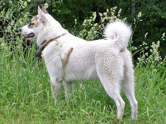 West Siberian Laika - dogs